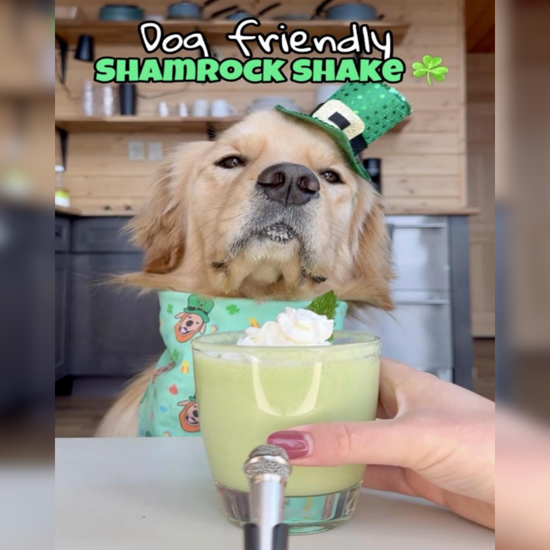 DIY Doggy Shamrock Shake