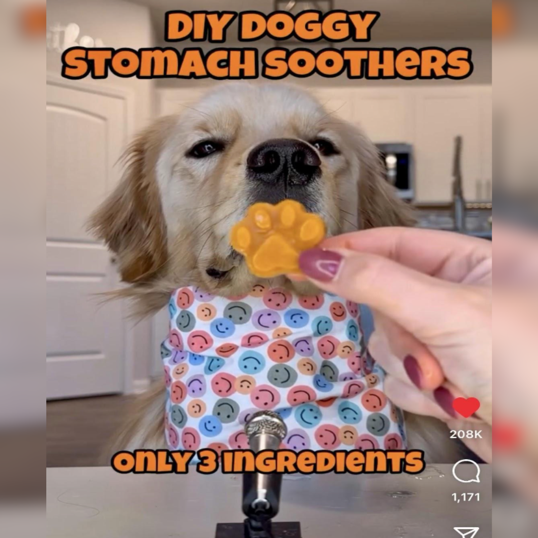 DIY Doggy Stomach Soothers